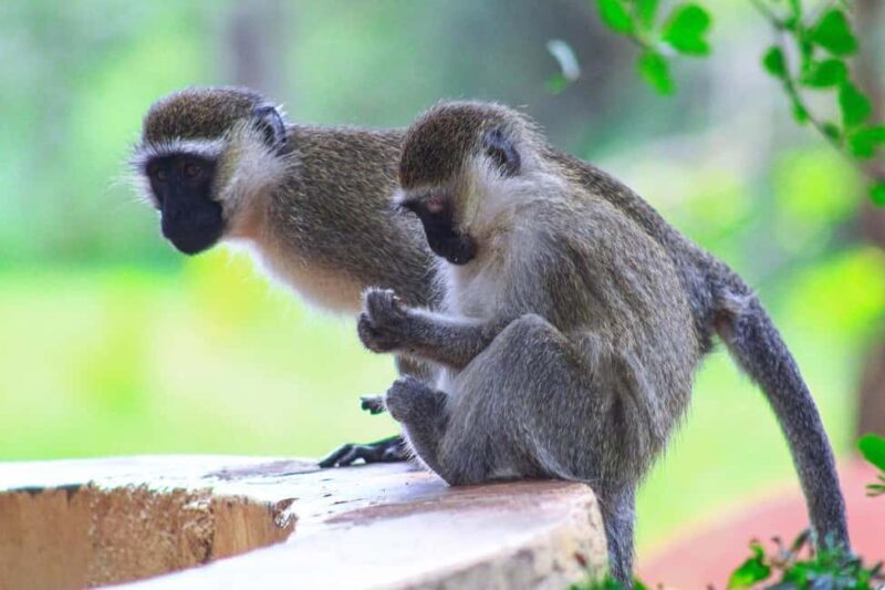 From Dar es Salaam: 2-Day Mikumi National Park Luxury Safari - Who Will Love This Tour?