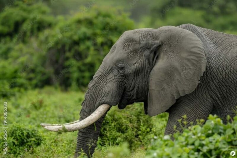 From Dar es Salaam: Mikumi and Ruaha National Parks 4-Day - Key Points