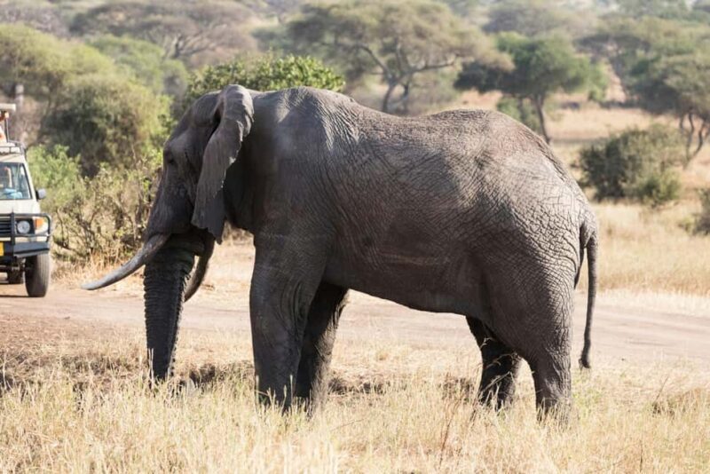 From Dar es Salaam: Mikumi and Ruaha National Parks 4-Day - Who Is This Tour Best For?