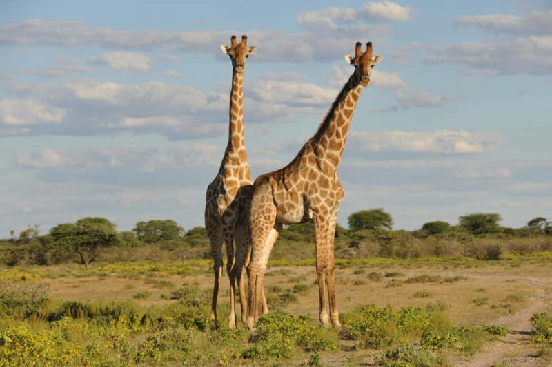 From Dar es Salaam: Mikumi National Park Day Trip - Key Points