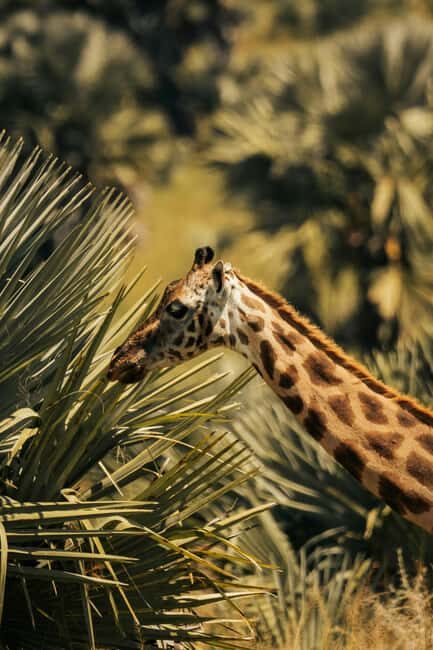 From Dar es Salaam: Mikumi National Park Day Trip - The Sum Up