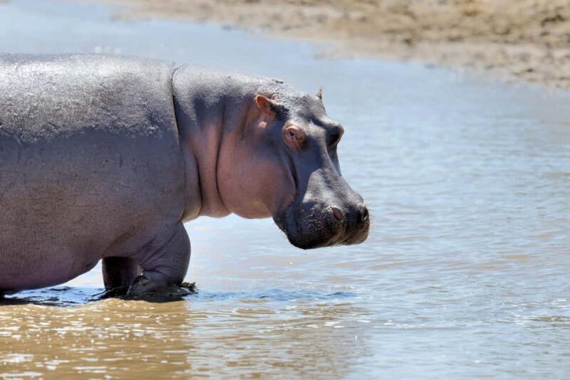 From Dar es Salaam: Mikumi National Park Day Trip with Lunch - The Logistics and Value