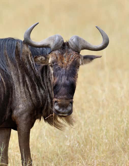 From Dar es Salaam: Mikumi National Park Day Trip with Lunch - Additional Perks and Practical Tips