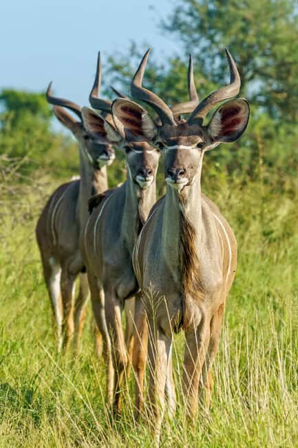 From Dar es Salaam: Mikumi National Park Day Trip with Lunch - Frequently Asked Questions