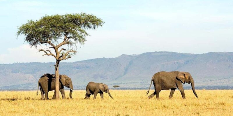 From Dar es Salaam or Zanzibar: 2-Day Mikumi National Park - Exploring Mikumi in Depth: What You Can Expect  