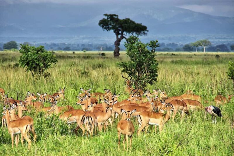 From Dar es Salaam or Zanzibar: 2-Day Mikumi National Park - The Experience Provider and Booking  