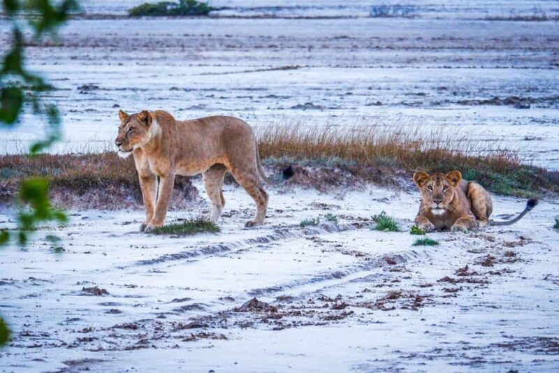 From Dar es Salaam: Saadani National Park 2-Day Safari - An Overview of the 2-Day Saadani Safari Experience