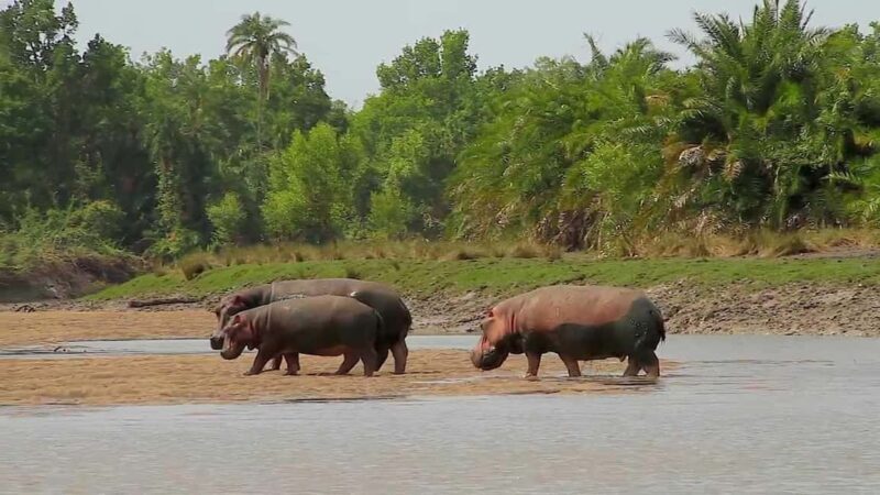From Dar es Salaam: Saadani National Park 2-Day Safari - What’s Included and What’s Not