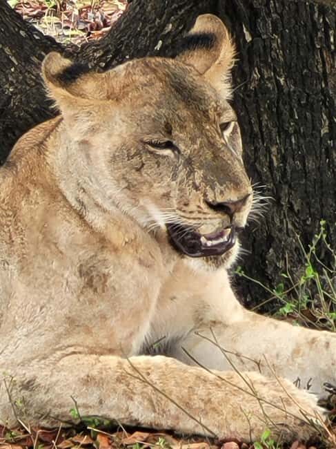 From Dar Es Salaam:Overnight Safari at Nyerere National Park - A Deep Dive into the Nyerere Safari Experience