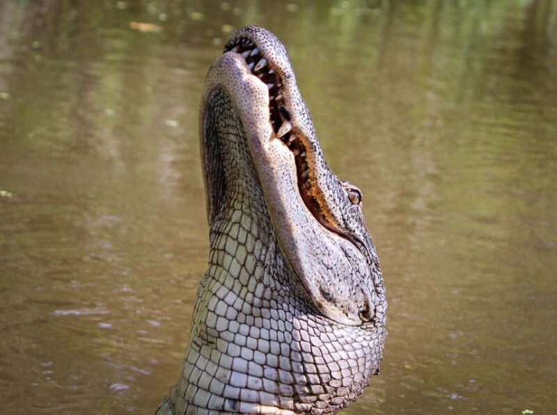 From Darwin: Litchfield Park Tour & Jumping Crocodile Cruise - Key Points