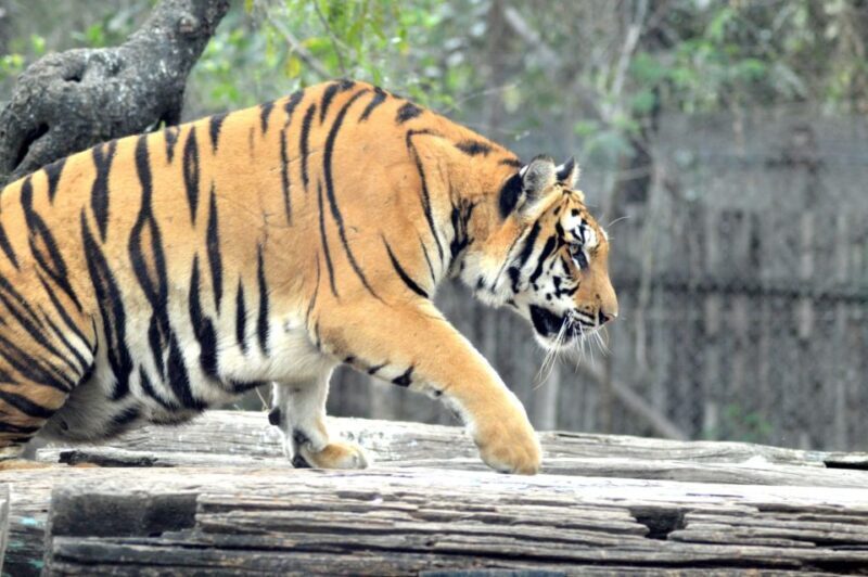 From Delhi: 2-Day Jim Corbett Tiger Safari Tour By Car - FAQ