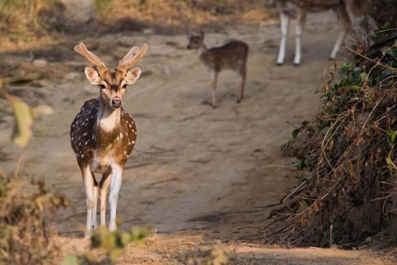 From Delhi: 2-Day Ranthambore & Sariska Wildlife Safari - An In-Depth Look at the Tour