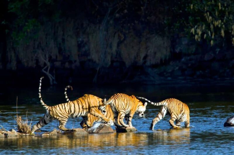 From Delhi: 2 Days 1 Night Ranthambore Tiger Safari Tour - Key Points