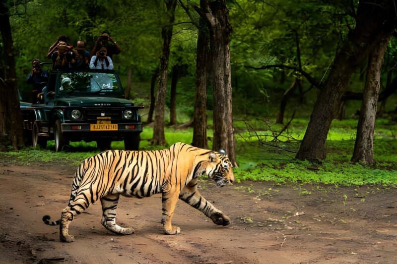 From Delhi: 2 Days 1 Night Ranthambore Tiger Safari Tour - Detailed Breakdown of the Itinerary