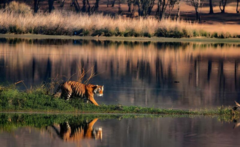 From Delhi: 2 Days 1 Night Ranthambore Tiger Safari Tour - What Makes This Tour Stand Out?