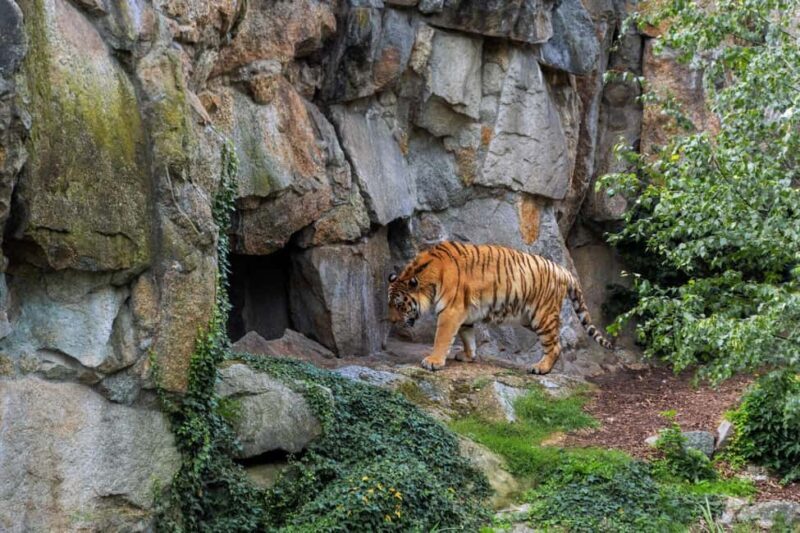 From Delhi: 2 Days 1 Night Ranthambore Tiger Safari Tour - Who Would Benefit Most?