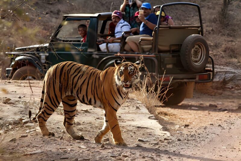 From Delhi: 2 Days 1 Night Ranthambore Tiger Safari Tour - The Sum Up