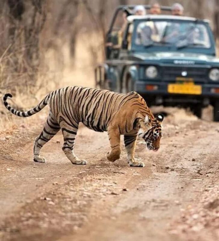 From Delhi: 3-Day Golden Triangle Tour with Tiger Safari - Final Thoughts: Who Should Book This Tour?