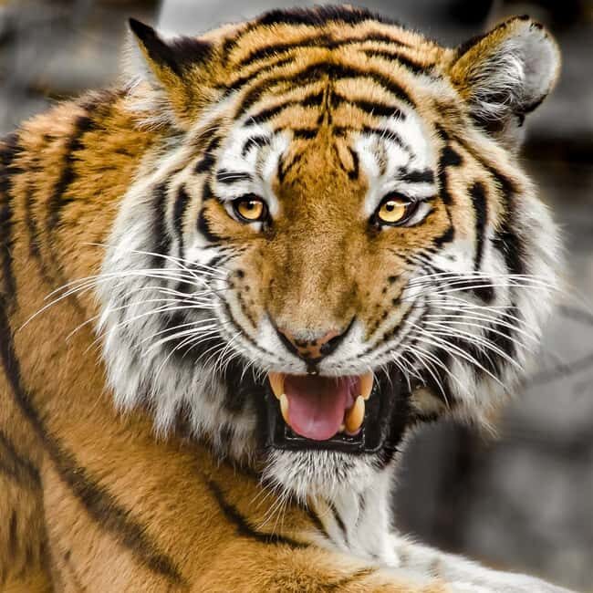 From Delhi: 3-Day Ranthambore Tiger Safari Tour - Key Points
