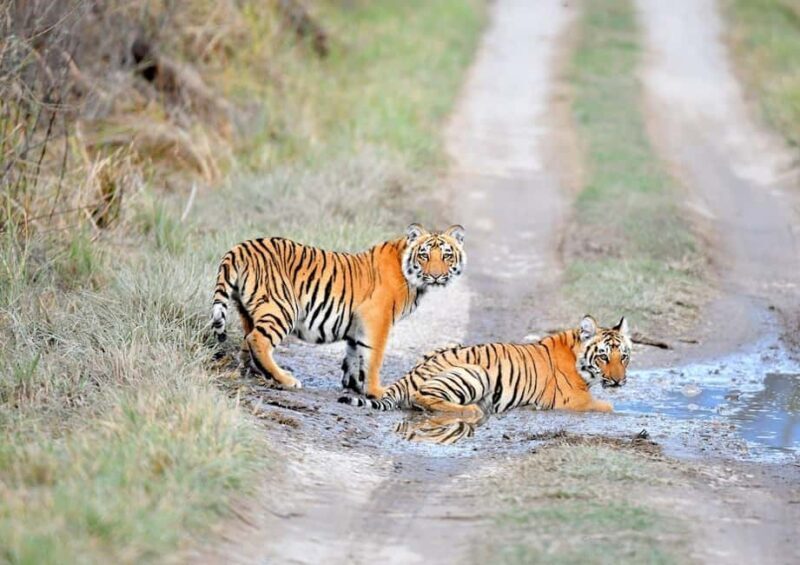 From Delhi: 3-Day Ranthambore Tiger Safari Tour - Who Is This Tour Best For?
