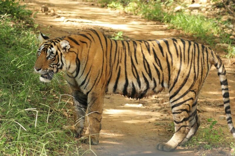 From Delhi: 3-Day Ranthambore Tiger Safari Tour - FAQs