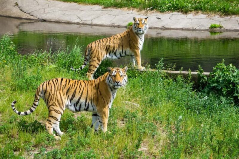 From Delhi: 3-Day Ranthambore Tiger Safari Tours India - Quick overview