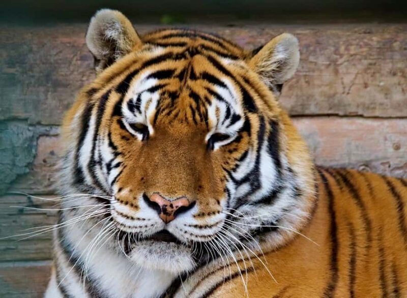 From Delhi: 3-Day Ranthambore Tiger Safari Tours India - Key takeaways