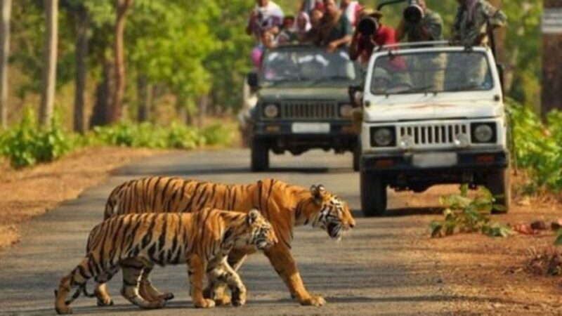 From Delhi: 3-Day Wildlife Trip to Jim Corbett National Park - The Value of This Experience