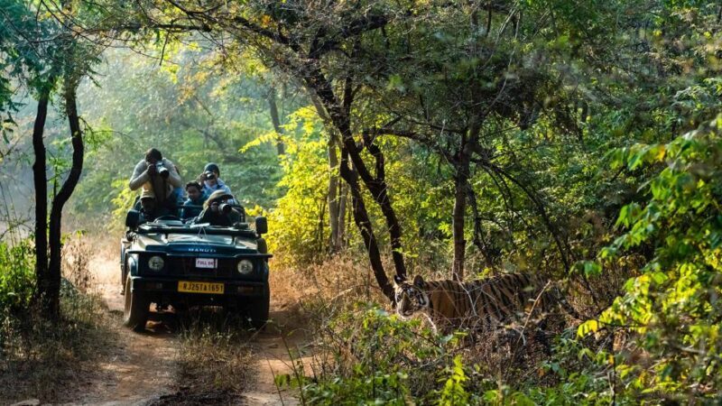 From Delhi: 3-Day Wildlife Trip to Jim Corbett National Park - FAQ