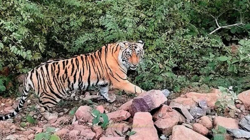 From Delhi: 3 Days Golden Triangle Tour With Tiger Safari - The Practical Side: Value, Pricing, and Booking