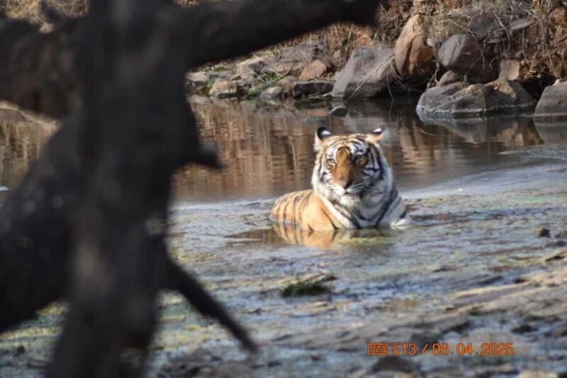 From Delhi: 3 Days Golden Triangle Tour With Tiger Safari - FAQ