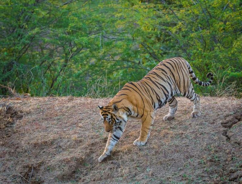 From Delhi: 3 Days Tour of Ranthambore Tiger safari - A Detailed Look at the 3-Day Ranthambore Safari Tour