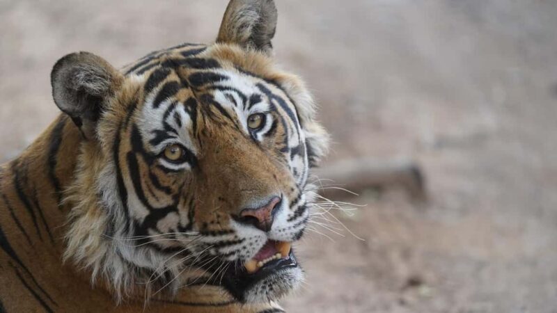 From Delhi: 3 Days Tour of Ranthambore Tiger safari - What to Expect & Practical Details