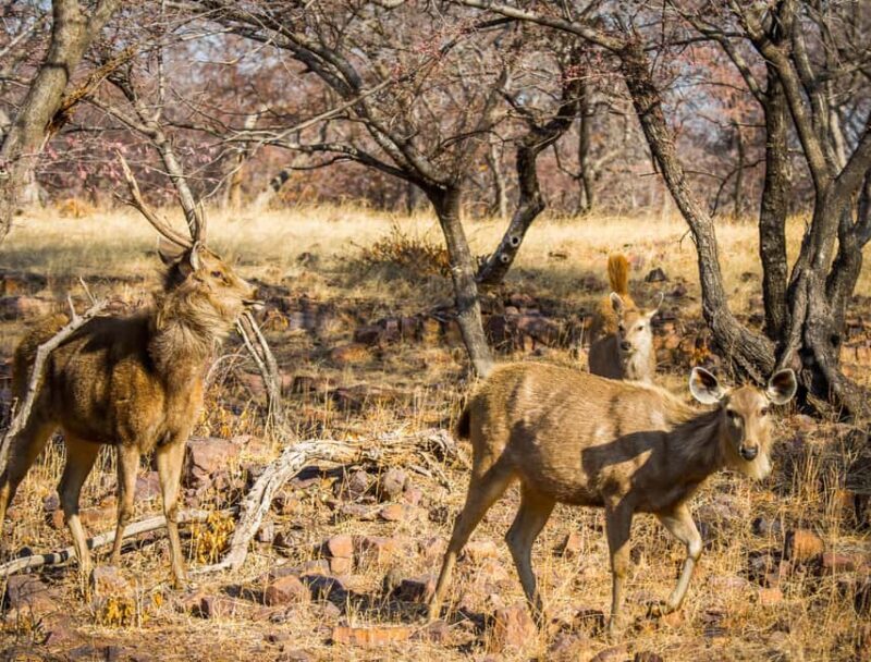 From Delhi: 3 Days Tour of Ranthambore Tiger safari - Final Thoughts: Is This Tour Right for You?