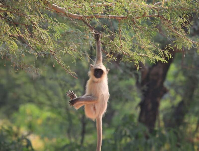 From Delhi: 3 Days Tour of Ranthambore Tiger safari - Frequently Asked Questions (FAQs)