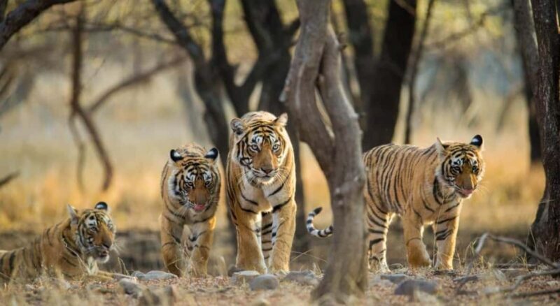 From Delhi 3 Days Tour of Ranthambore Tiger safari - Introduction: What to Expect From the Ranthambore Safari Tour