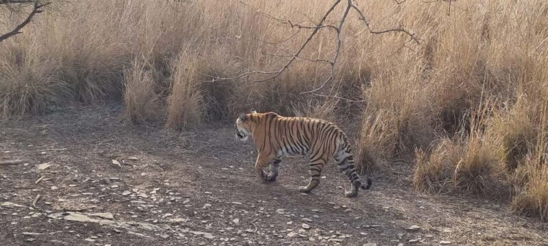 From Delhi: 4-Day Golden Triangle & Ranthambore Guided Tour - A Practical Guide to the 4-Day Golden Triangle & Ranthambore Tour