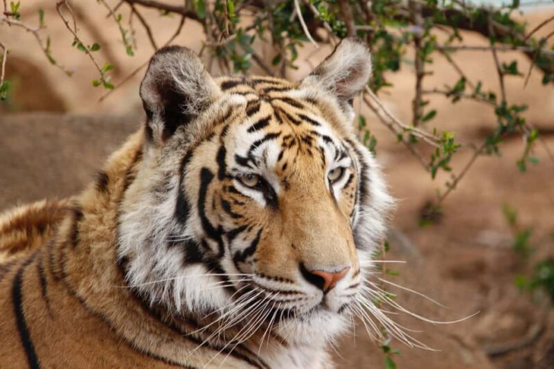 From Delhi: 4-Day Golden Triangle & Ranthambore Guided Tour - What to Keep in Mind