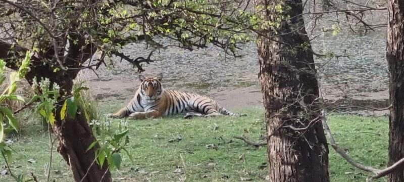 From Delhi: 4-Day Golden Triangle & Ranthambore Guided Tour - FAQ