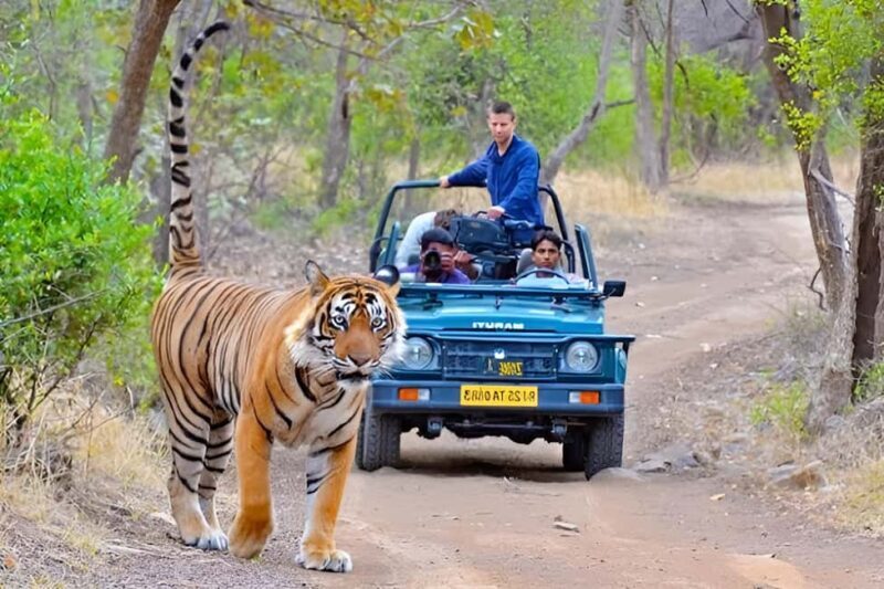 From Delhi: 4-Day Golden Triangle & Ranthambore Tiger Safari - Key Points