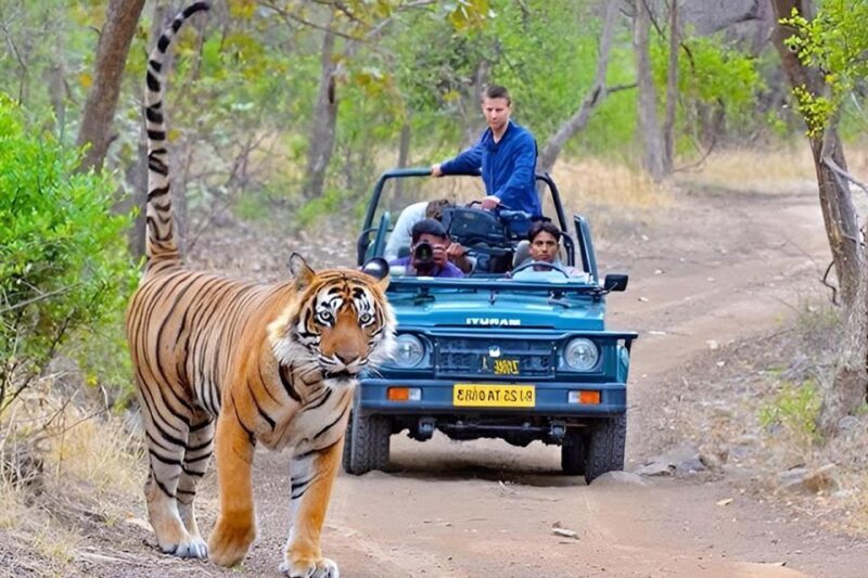 From Delhi: 4-Day Golden Triangle & Ranthambore Tiger Safari - The Price & Value