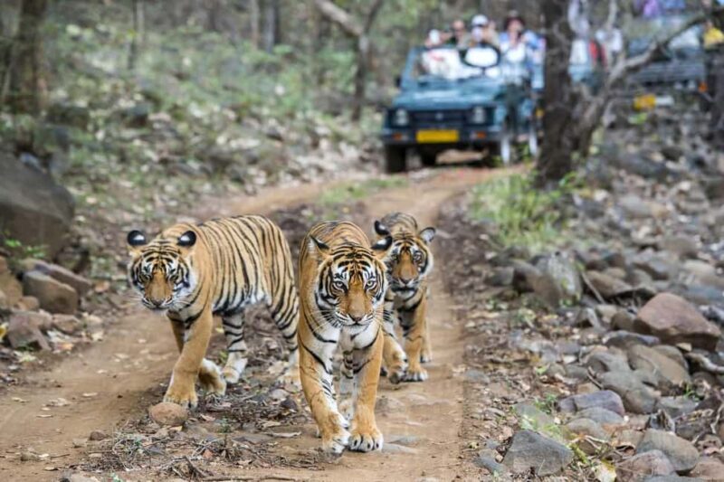 From Delhi: 4-Day Golden Triangle & Ranthambore Tiger Safari - The Itinerary: A Closer Look