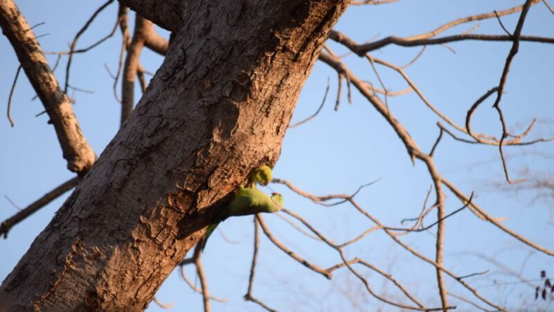 From Delhi: 4-Day Golden Triangle & Ranthambore Tiger Safari - A Detailed Look at the Itinerary