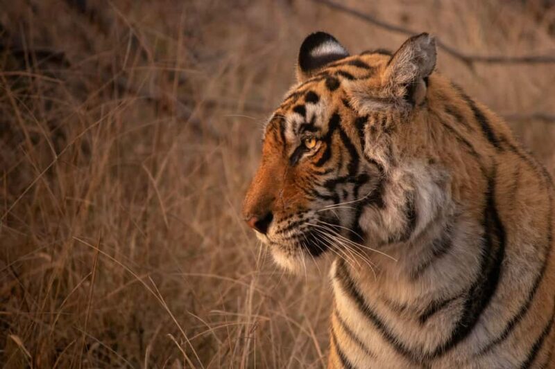 From Delhi: 4-Day Golden Triangle & Ranthambore Tiger Safari - Accommodation & Comfort
