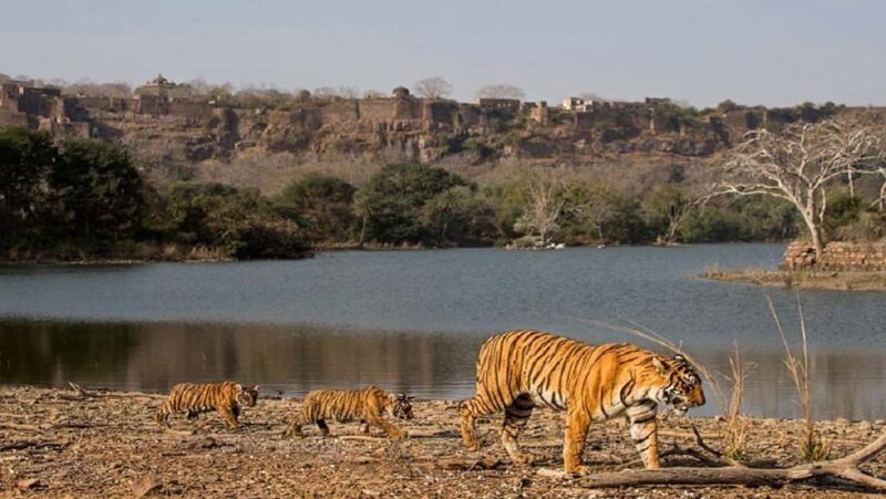 From Delhi: 4-Day Golden Triangle & Ranthambore Tiger Safari - The Sum Up