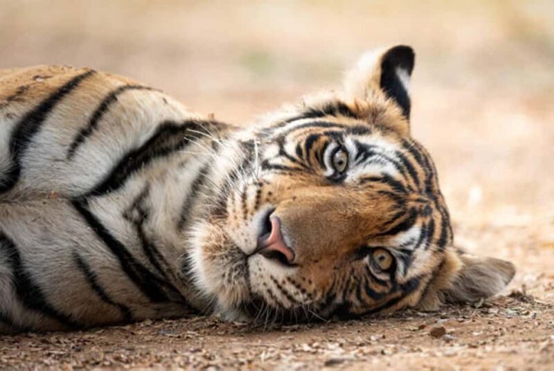 From Delhi: 4-Day Golden Triangle Tour & Ranthambore Safari - The Sum Up