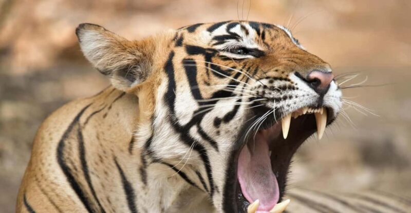 From Delhi: 4 Days Guided Tour to Agra, Ranthambore & Jaipur - Key Points