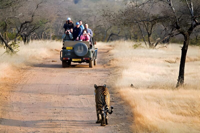 From Delhi: 4 Days Guided Tour to Agra, Ranthambore & Jaipur - Day 3: Wildlife Safari and the Drive to Jaipur