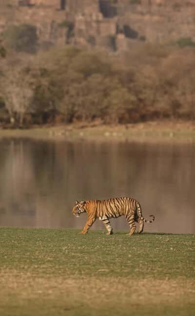 From Delhi: 5-Day Golden Triangle and Tiger Safari Tour - A detailed look at the 5-Day Golden Triangle and Tiger Safari Tour