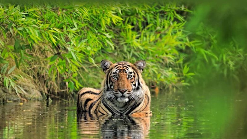 From Delhi: 5-Day Golden Triangle and Tiger Safari Tour - Practical Insights and Tips
